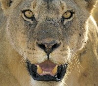 Lioness Lioness